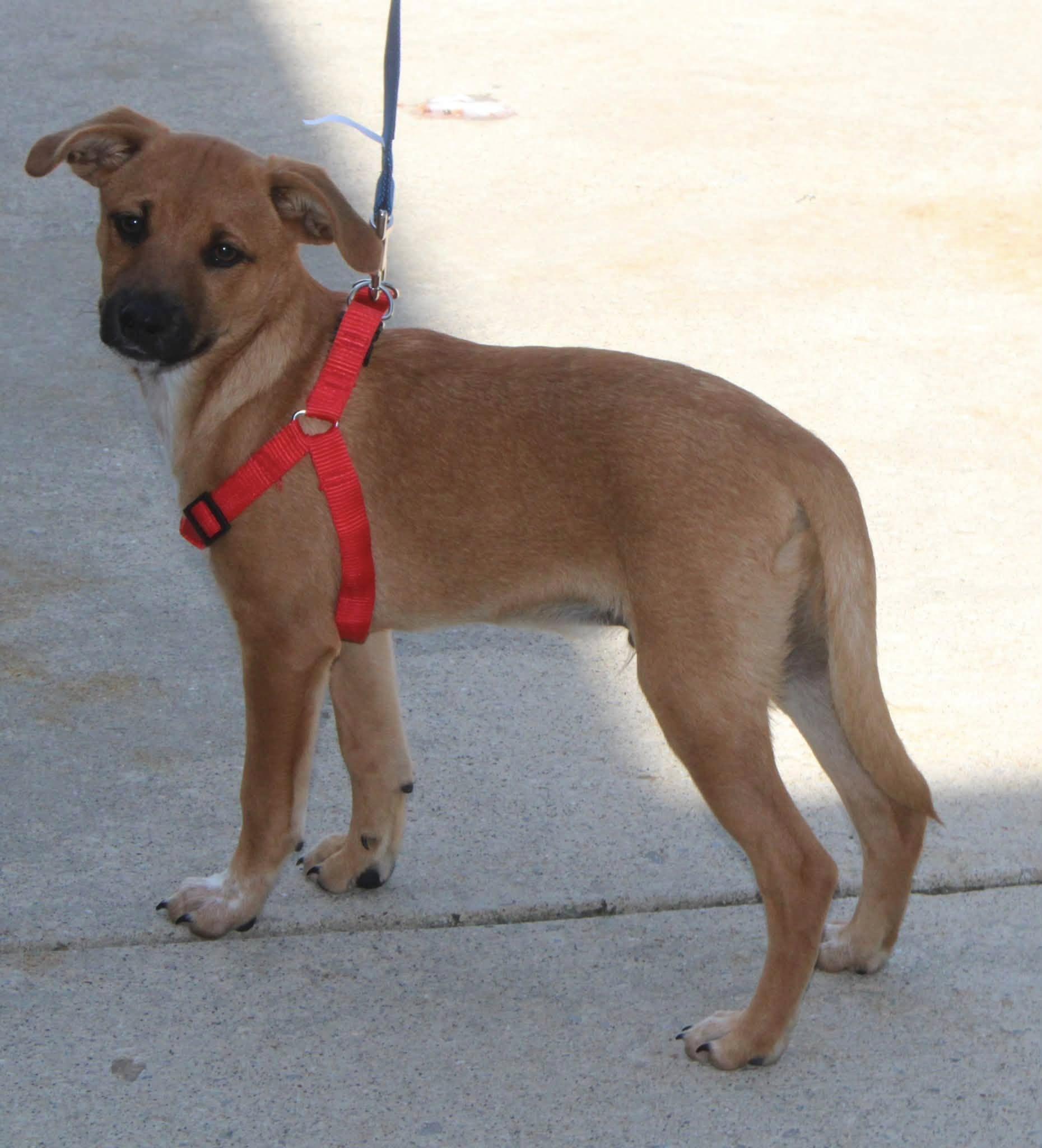 Ben, adopted, Young Male Feist & Mixed Breed.