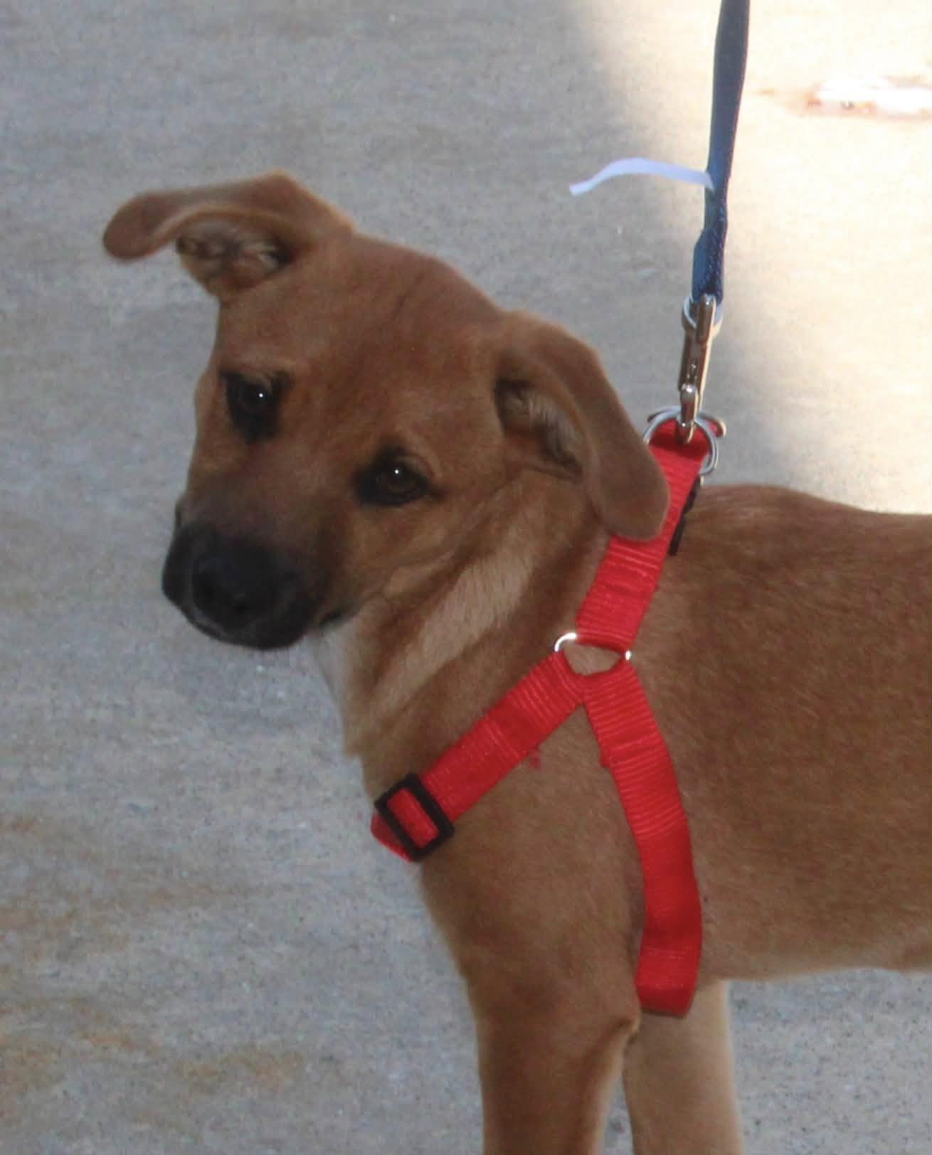 Ben, an adopted mixed breed in Stuarts Draft, VA image 2/6