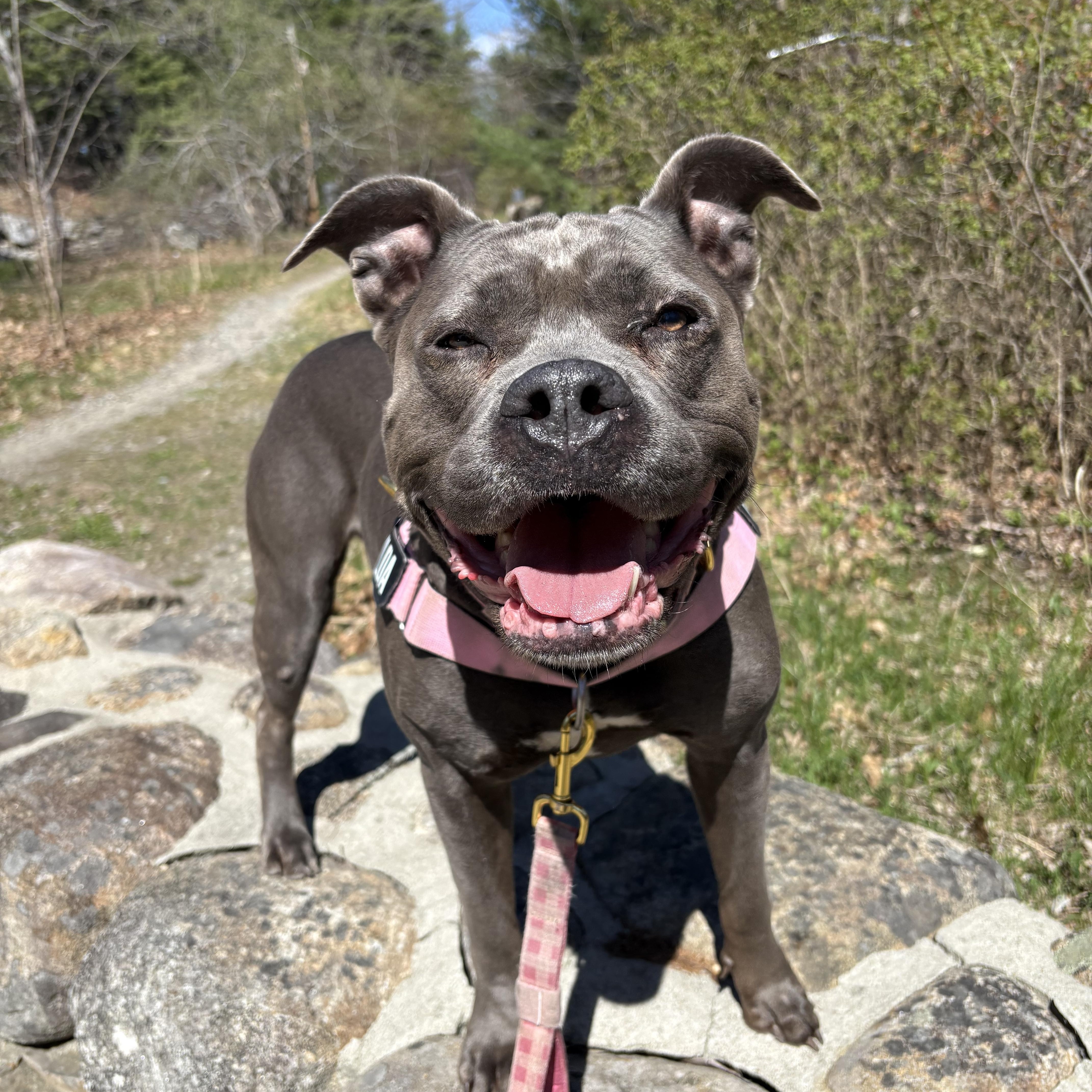 Brunhilda, Adoptable, Senior Female Pit Bull Terrier.