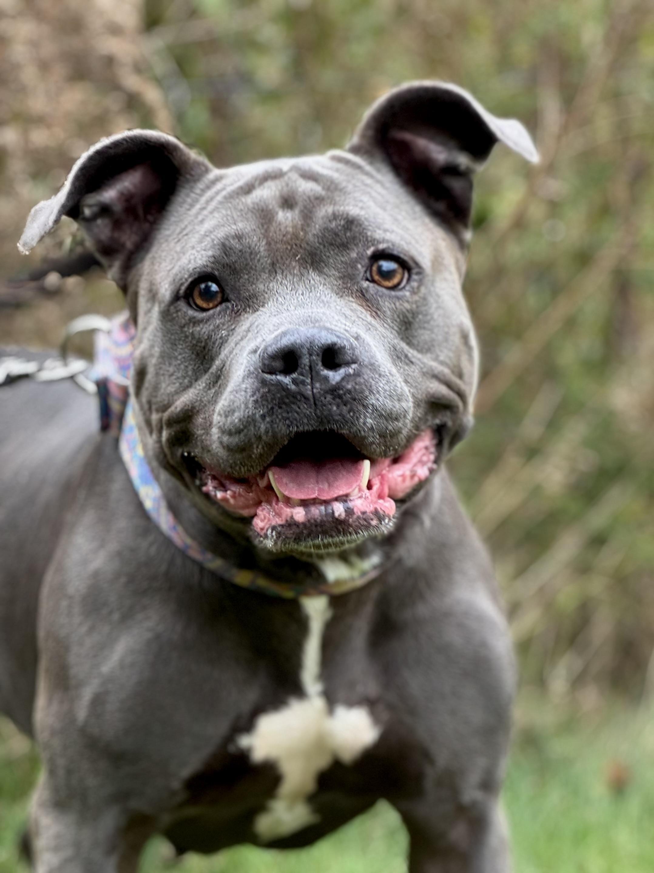 Brunhilda, a Adoptable Pit Bull Terrier in Nutting Lake, MA image 1/5
