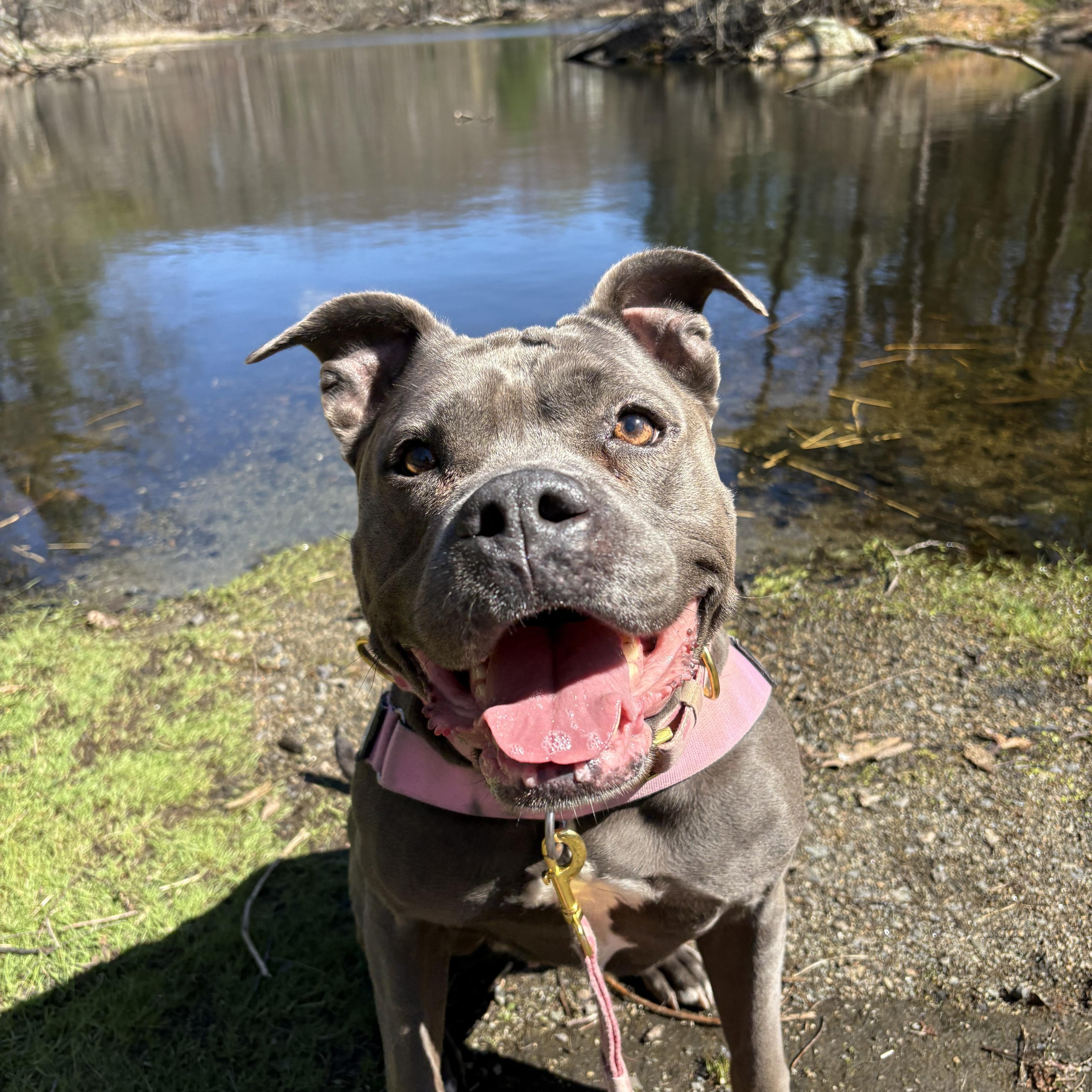 Enlarge Brunhilda, a Adoptable Pit Bull Terrier in Nutting Lake, MA image 3/5