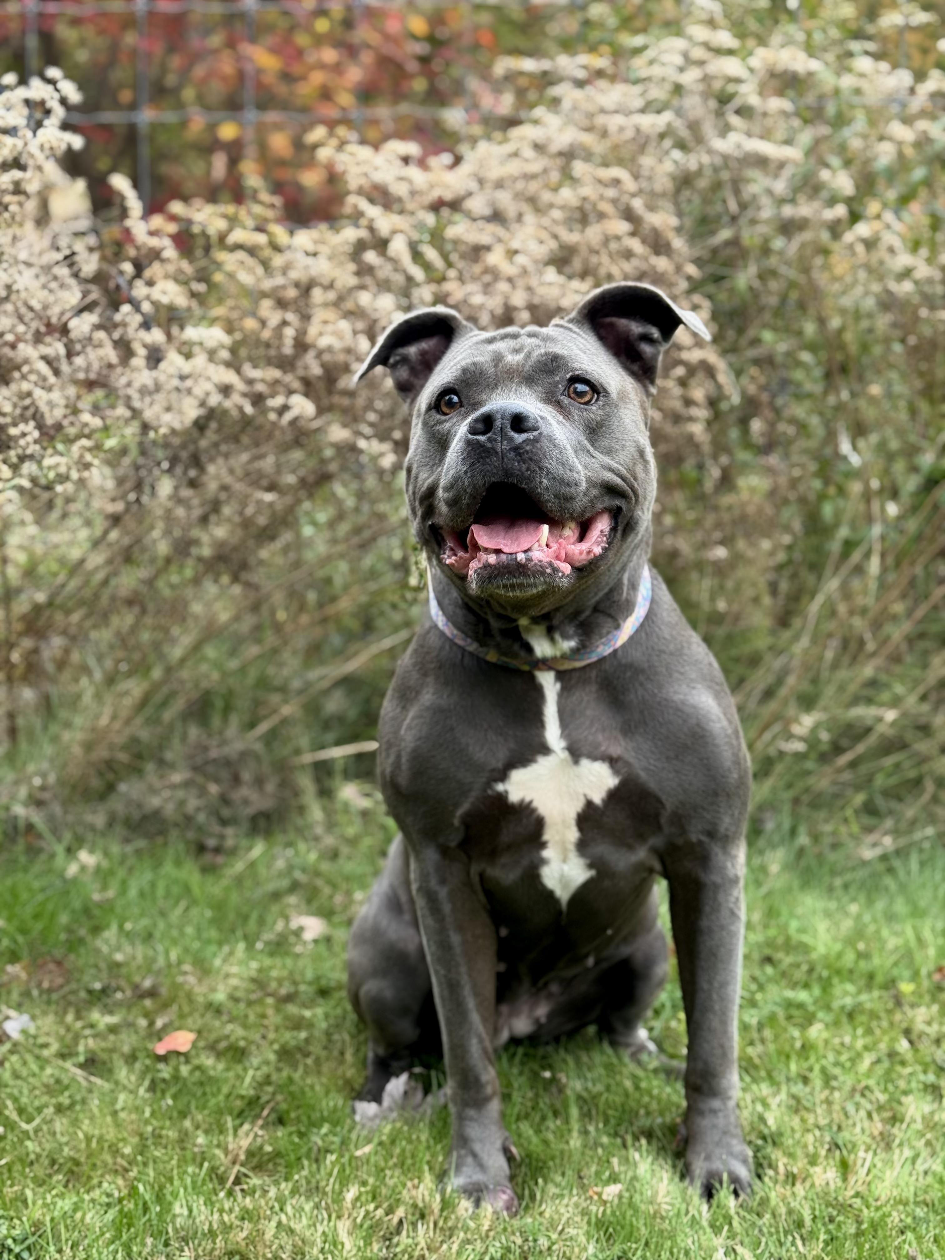 Brunhilda, a Adoptable Pit Bull Terrier in Nutting Lake, MA image 2/5