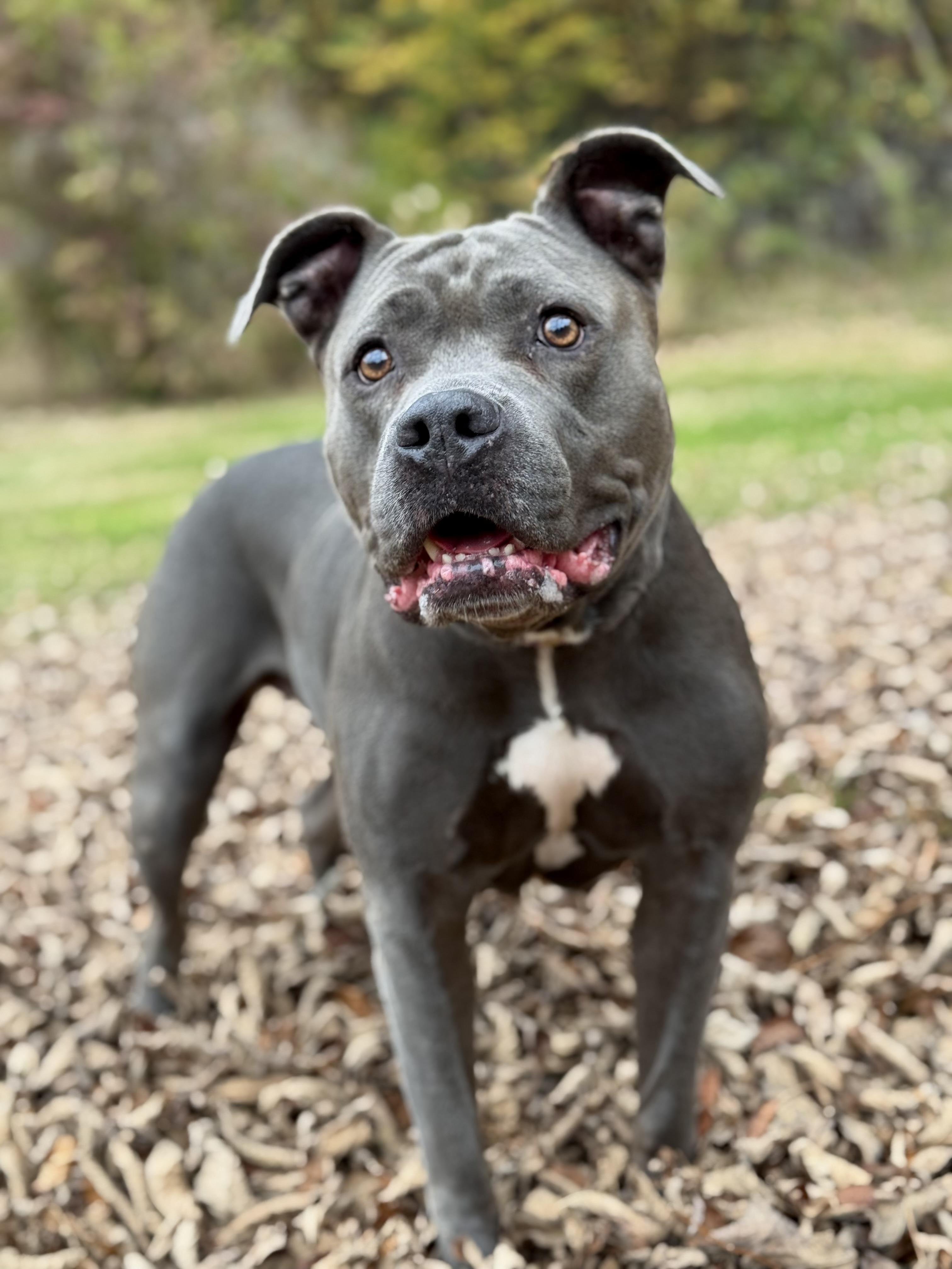 Brunhilda, Adoptable, Senior Female Pit Bull Terrier.