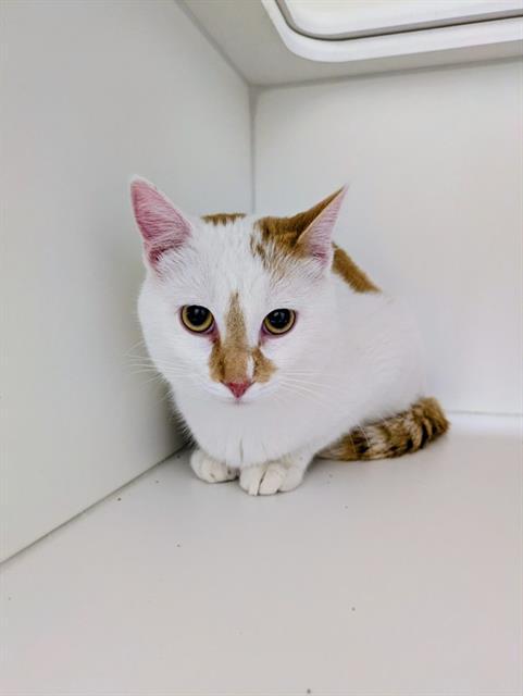 KIFF, Adoptable, Young Male Domestic Short Hair.