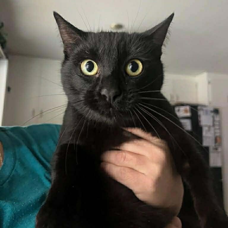 Enlarge Gregorio, a ADOPTABLE mixed breed in Antioch, CA image 2/4