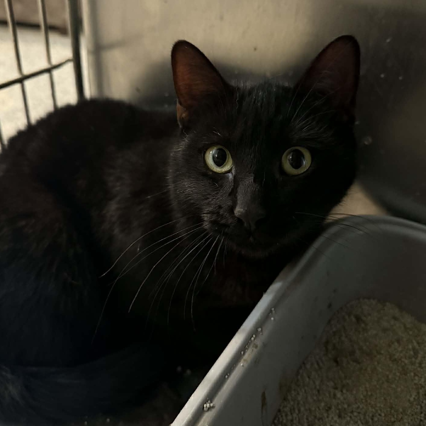 Enlarge Gregorio, a ADOPTABLE mixed breed in Antioch, CA image 3/4