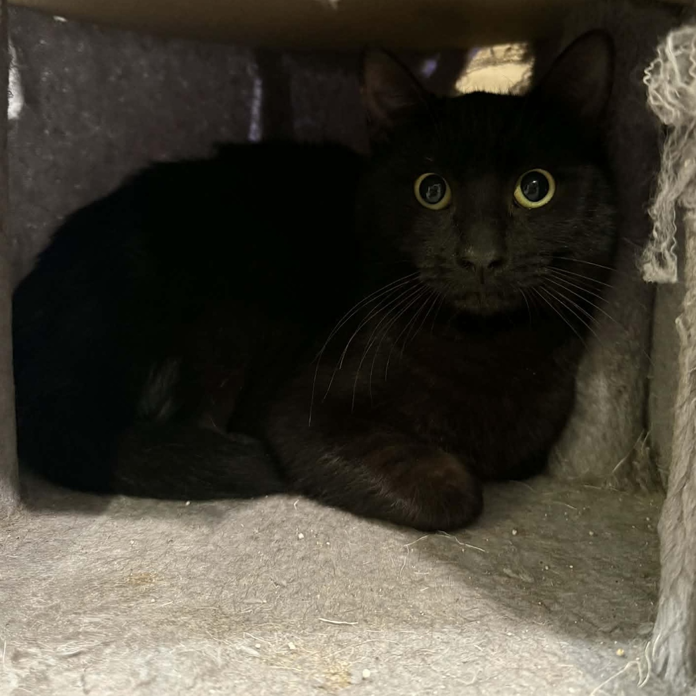 Enlarge Gregorio, a ADOPTABLE mixed breed in Antioch, CA image 4/4