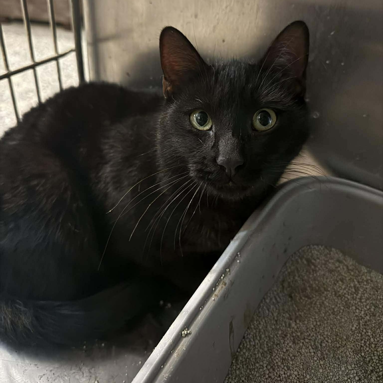 Gregorio, ADOPTABLE, Young Male Domestic Short Hair.