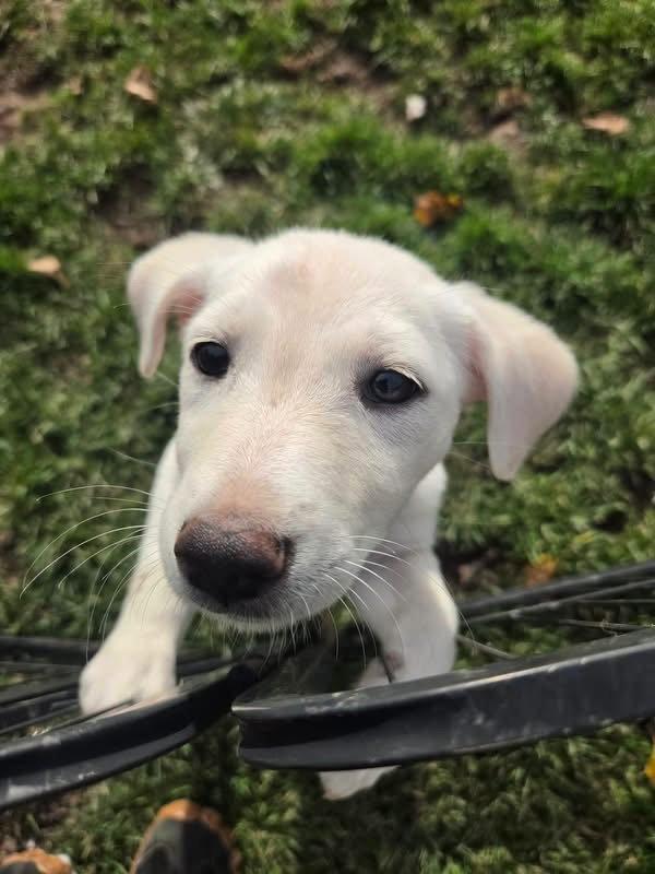 Enlarge Millie, a Adoptable mixed breed in New London, WI image 1/2
