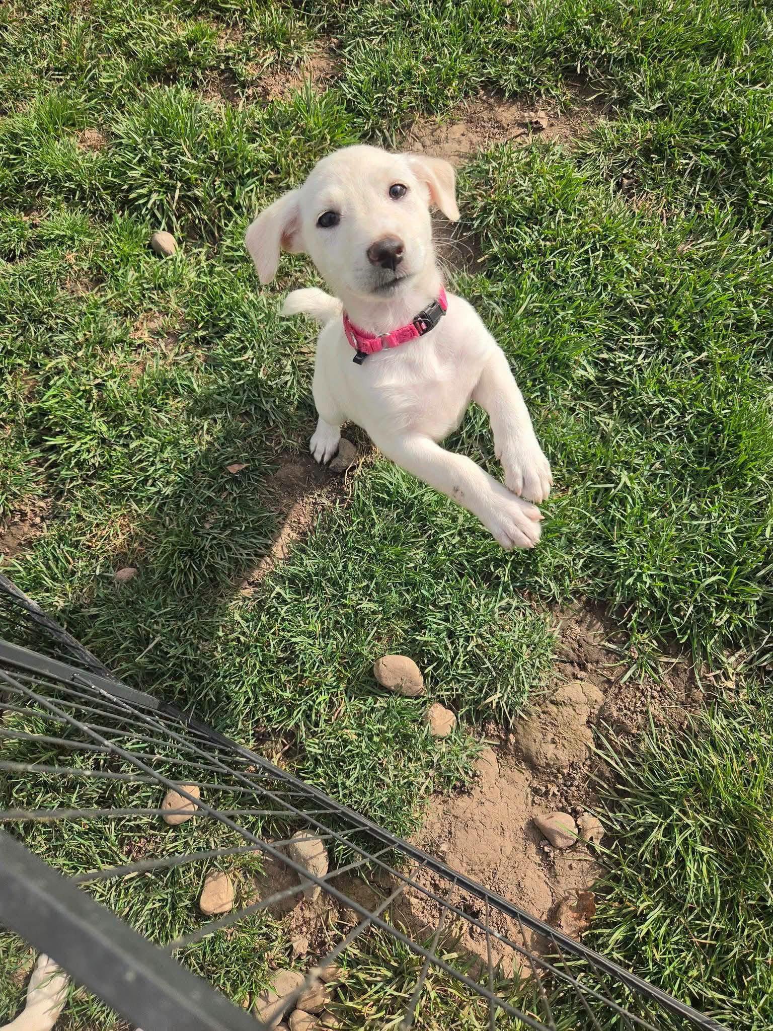 Enlarge Millie, a Adoptable mixed breed in New London, WI image 2/2