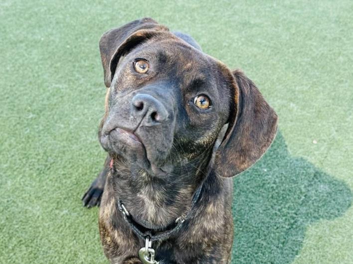 AMELIA, Adoptable, Adult Female Terrier & Mixed Breed.