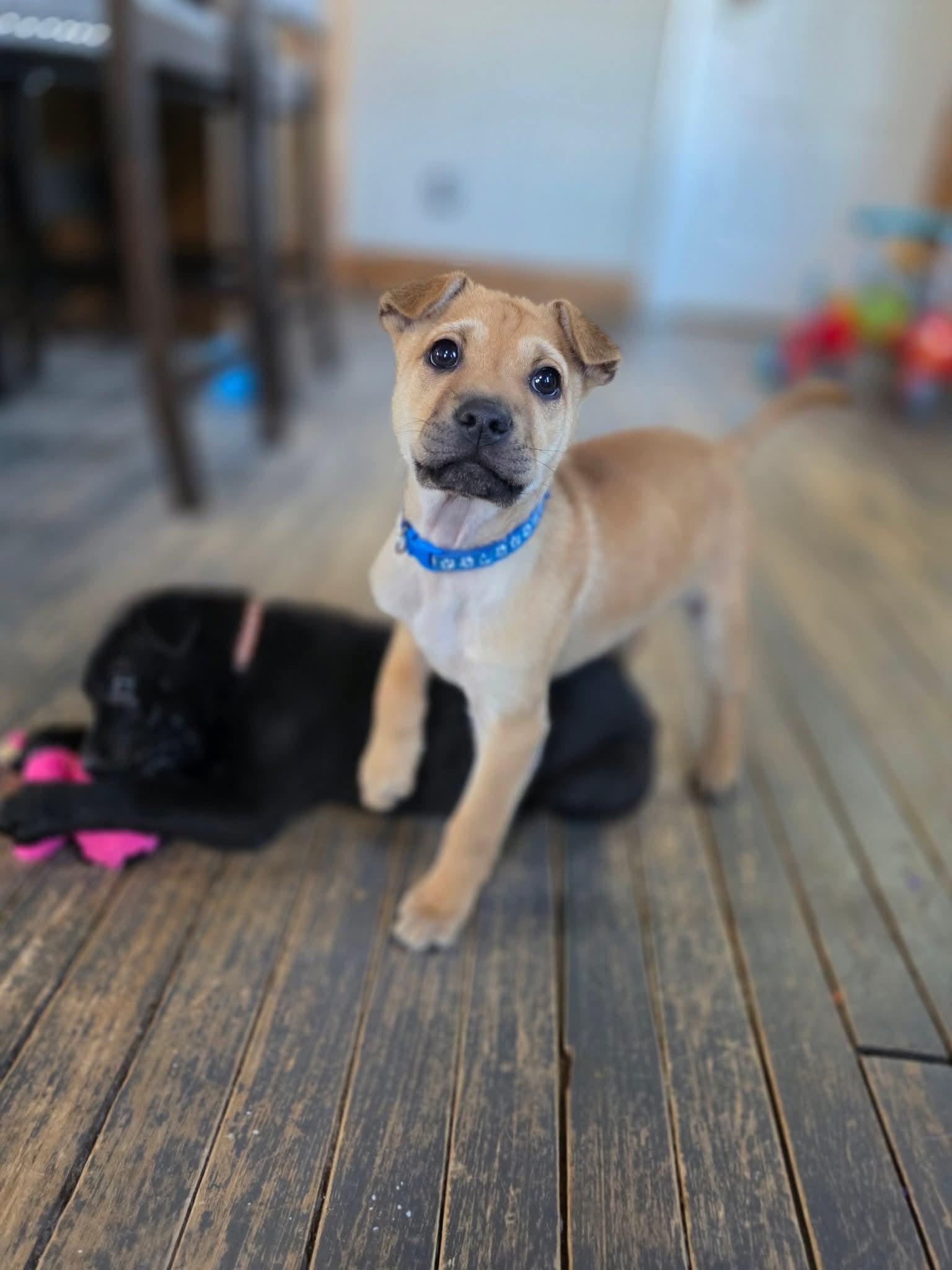 Blue, Adoptable, Puppy Male Shar-Pei & Cattle Dog.