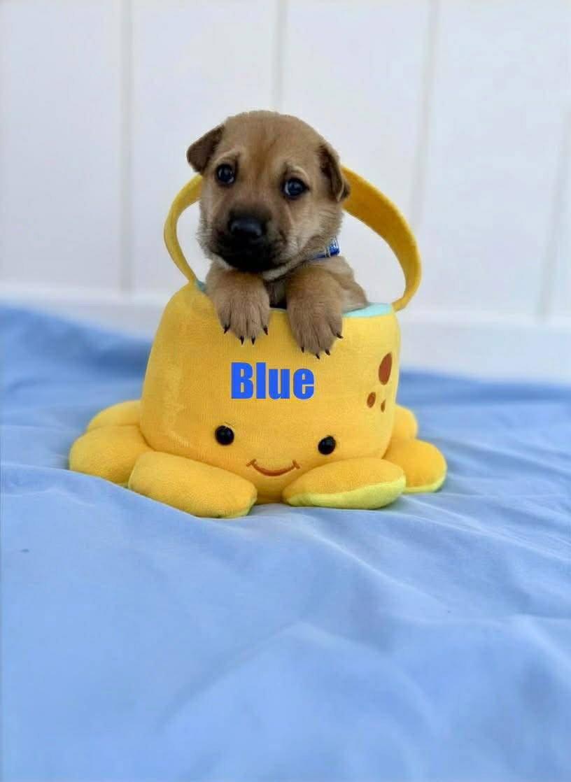 Enlarge Blue, a Adoptable mixed breed in New London, WI image 1/3