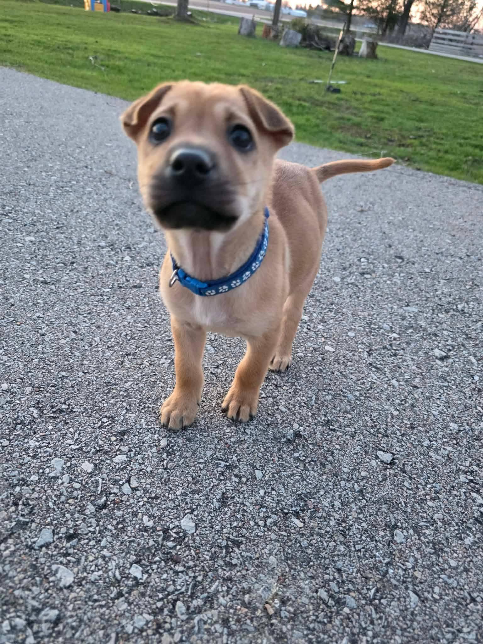 Enlarge Blue, a Adoptable mixed breed in New London, WI image 2/3