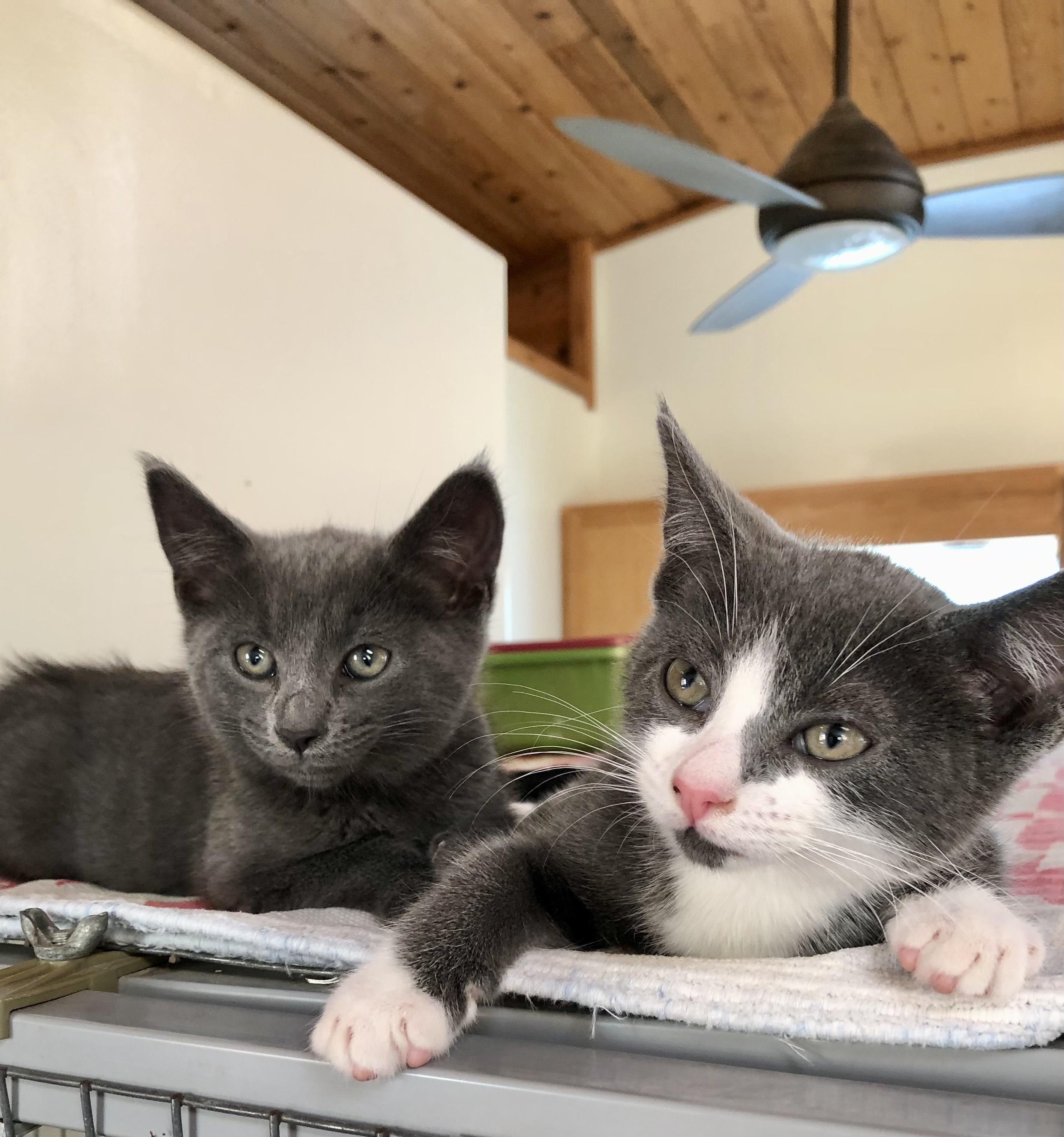 Luna & Dipper, ADOPTABLE, Kitten Female Russian Blue.