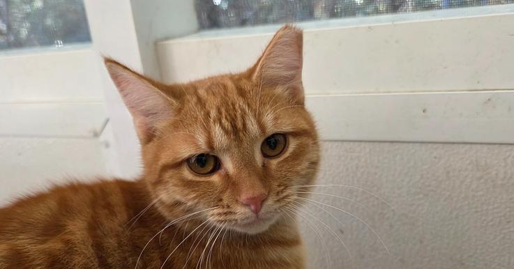 Enlarge Joey, a Adoptable Domestic Short Hair in Fort Walton Beach, FL image 1/1