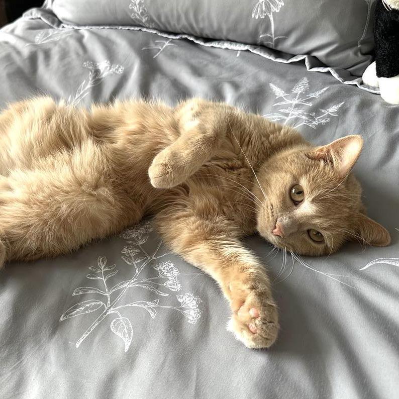 Enlarge Ali, a Adoptable Domestic Short Hair in Naperville, IL image 1/6