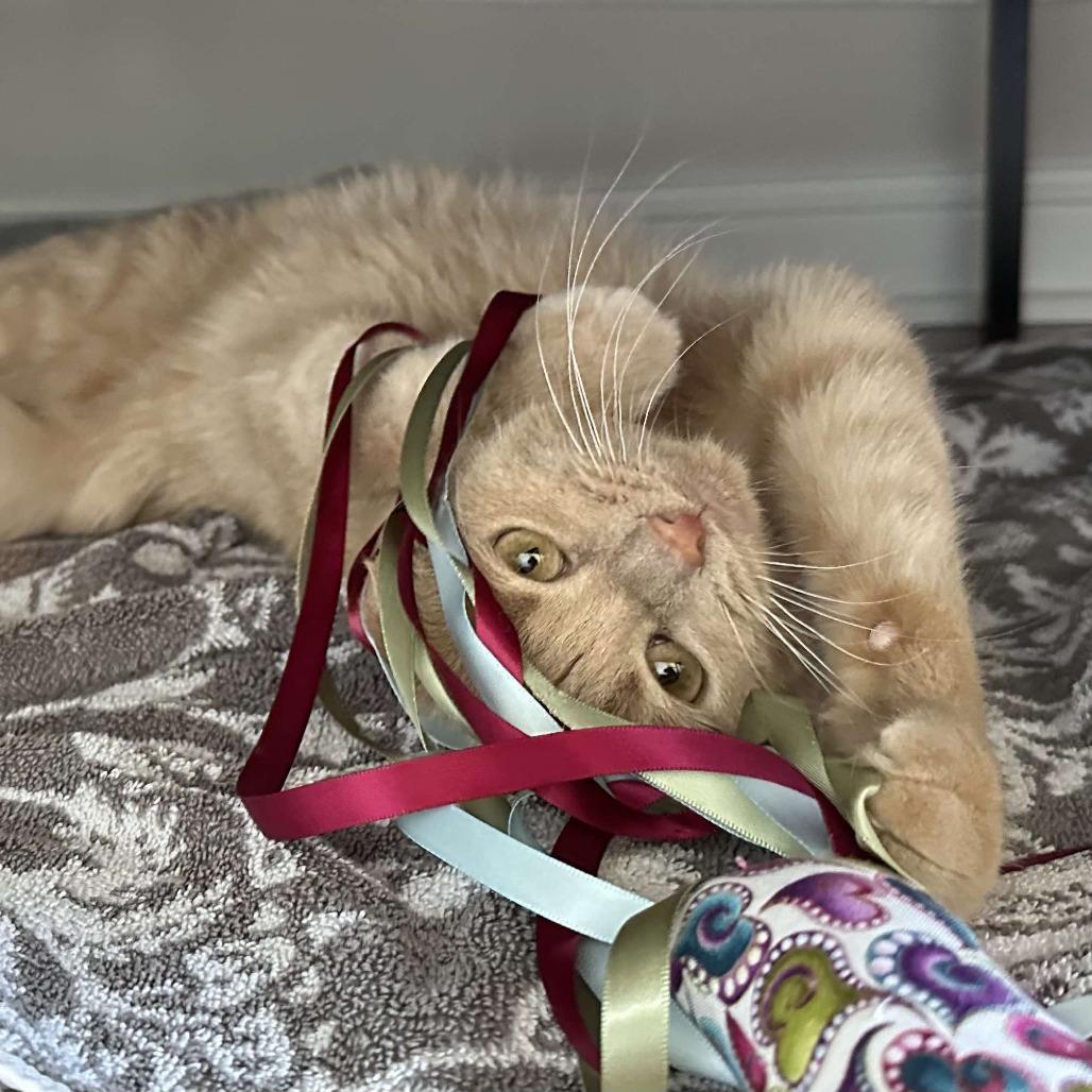 Enlarge Ali, a Adoptable Domestic Short Hair in Naperville, IL image 2/6