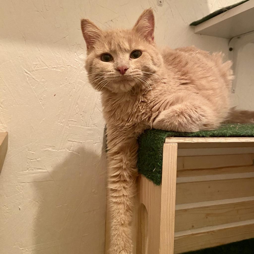 Enlarge Ali, a Adoptable Domestic Short Hair in Naperville, IL image 4/6