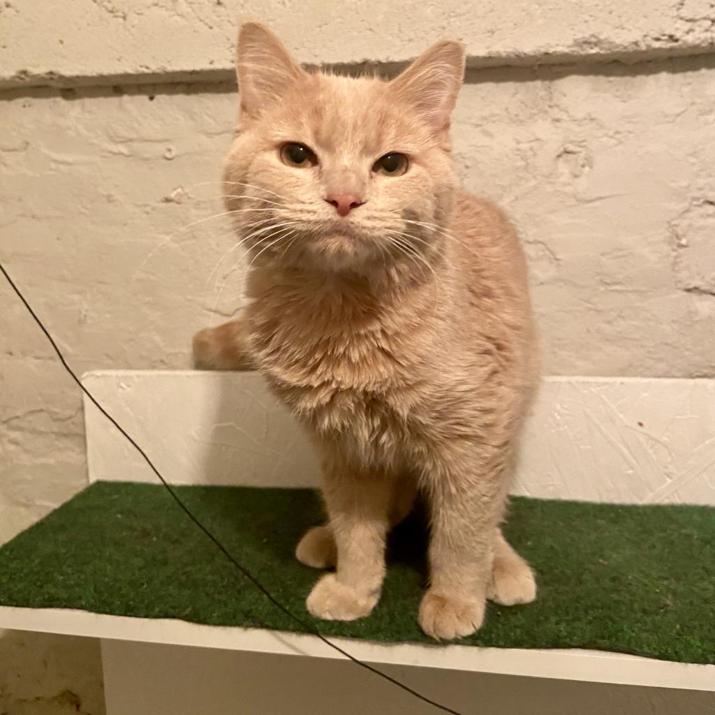 Enlarge Ali, a Adoptable Domestic Short Hair in Naperville, IL image 5/6