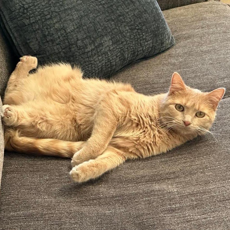 Enlarge Ali, a Adoptable Domestic Short Hair in Naperville, IL image 3/6