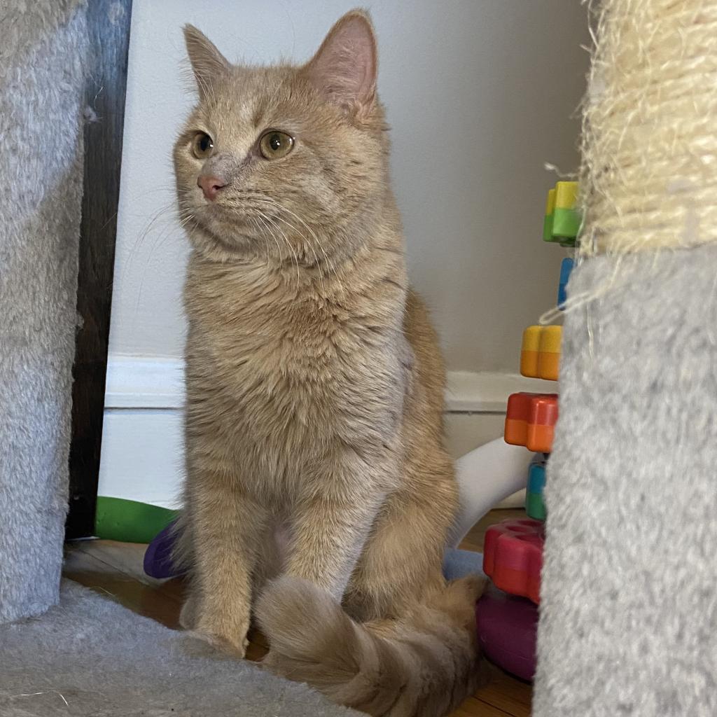 Enlarge Ali, a Adoptable Domestic Short Hair in Naperville, IL image 6/6