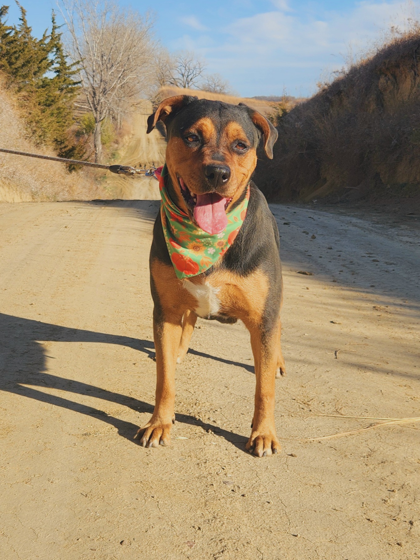 Enlarge Betty, a Adoptable Shepherd in Walthill, NE image 2/6
