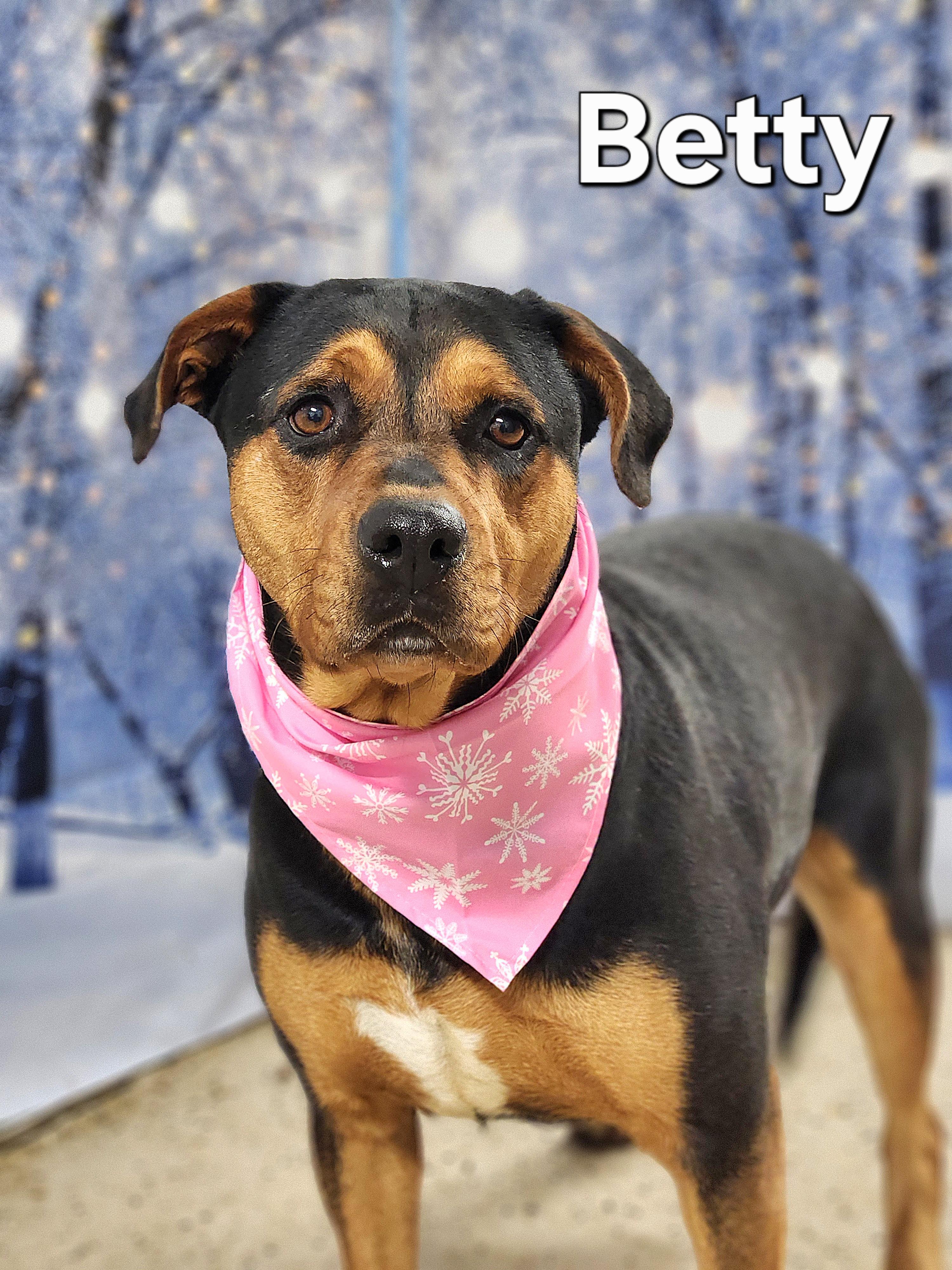 Enlarge Betty, a Adoptable Shepherd in Walthill, NE image 1/6