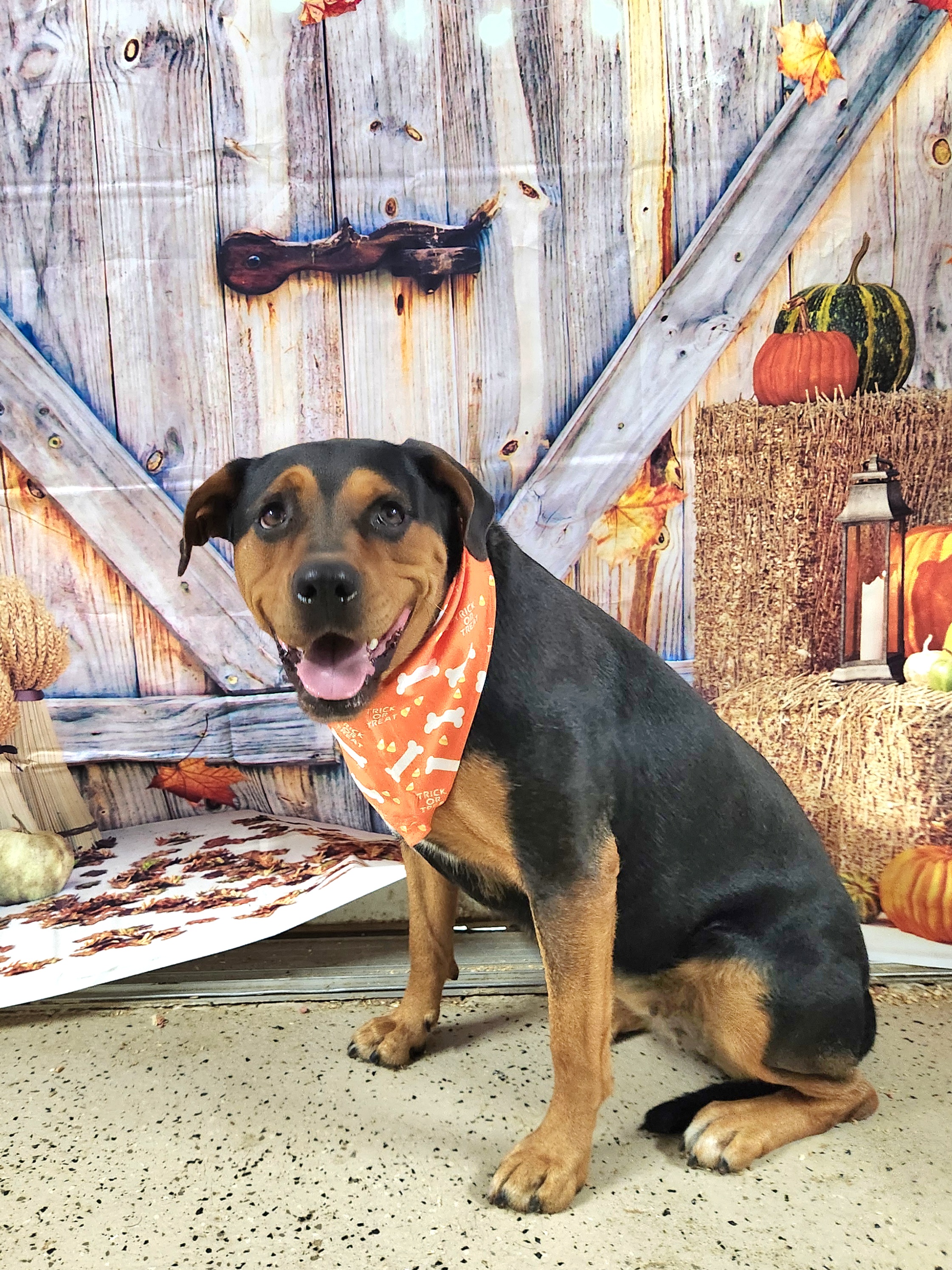 Enlarge Betty, a Adoptable Shepherd in Walthill, NE image 3/6