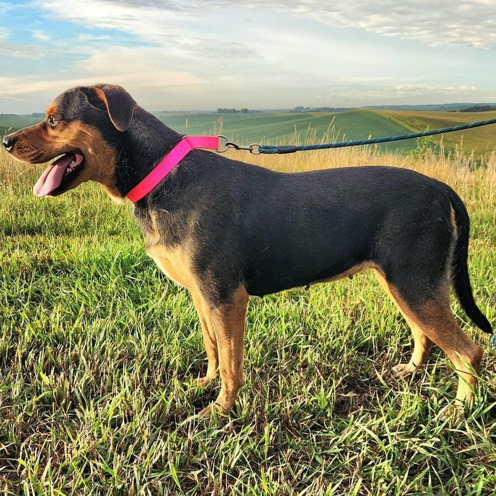Enlarge Betty, a Adoptable Shepherd in Walthill, NE image 4/6