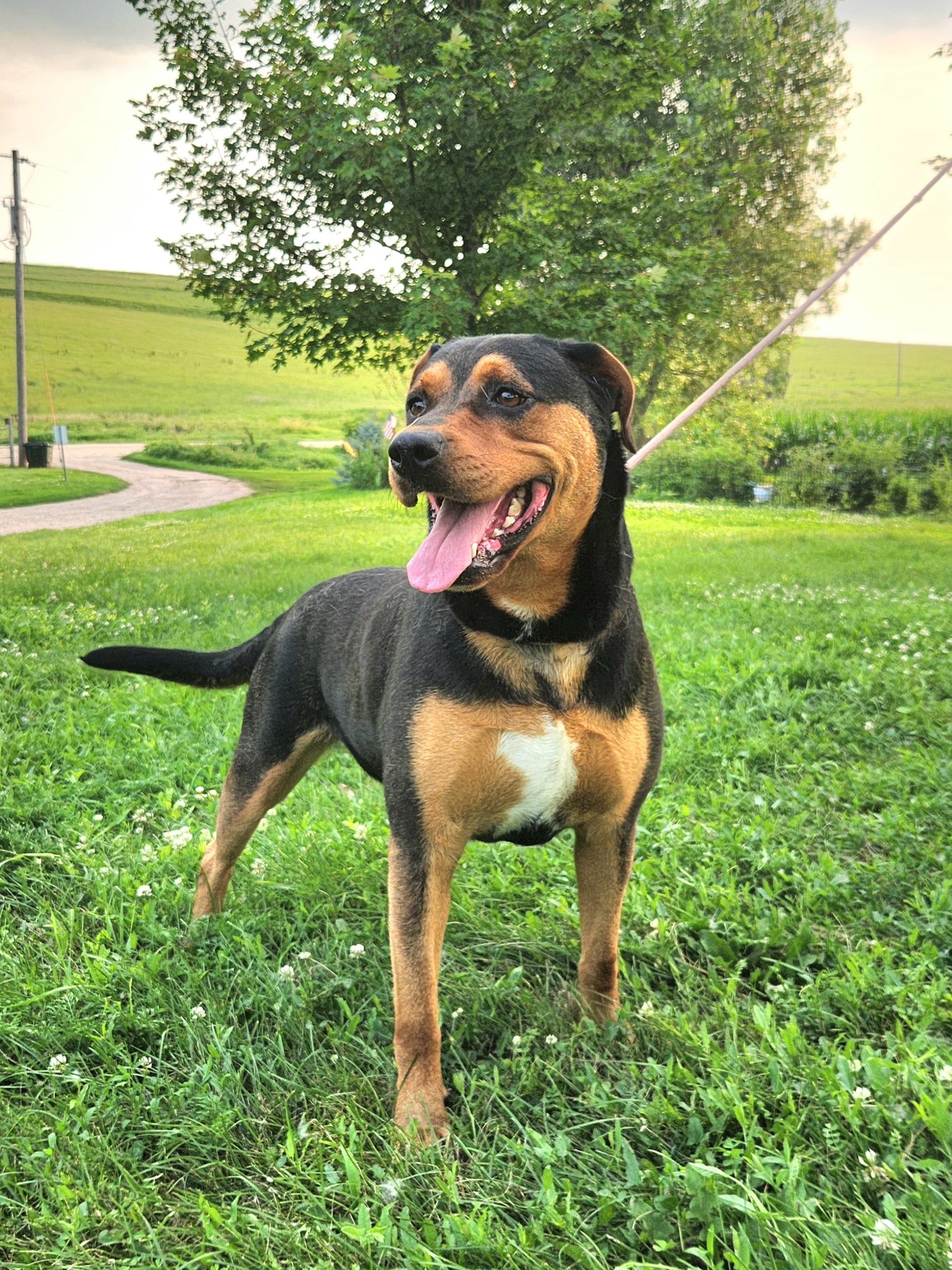 Enlarge Betty, a Adoptable Shepherd in Walthill, NE image 6/6