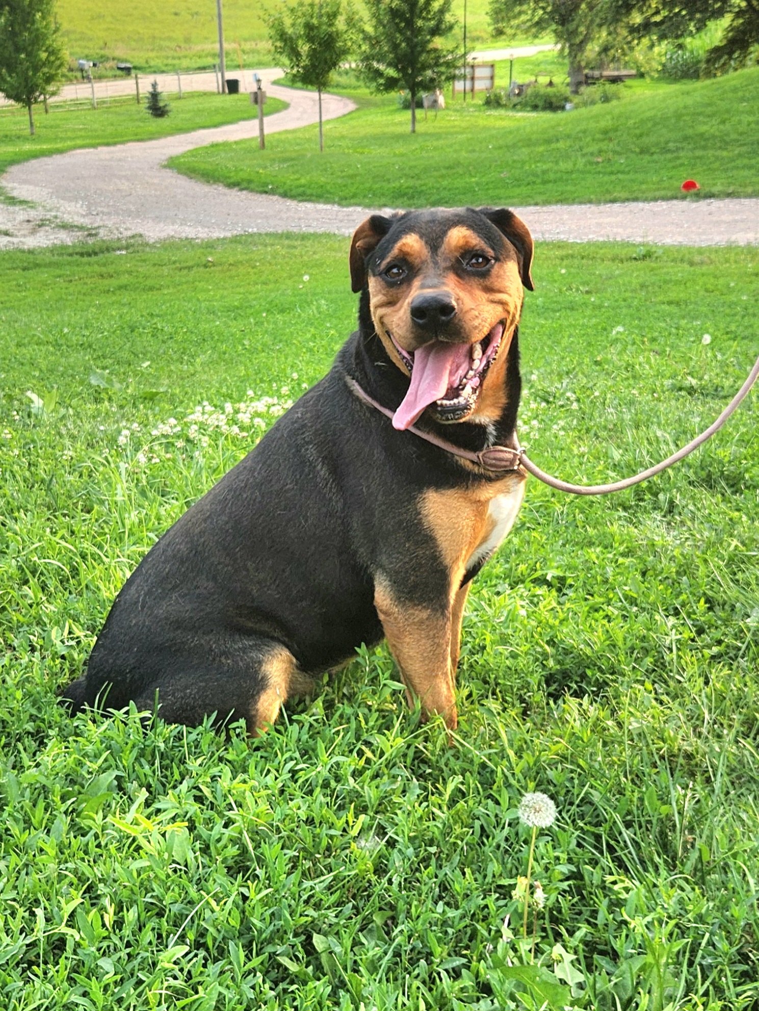 Enlarge Betty, a Adoptable Shepherd in Walthill, NE image 5/6