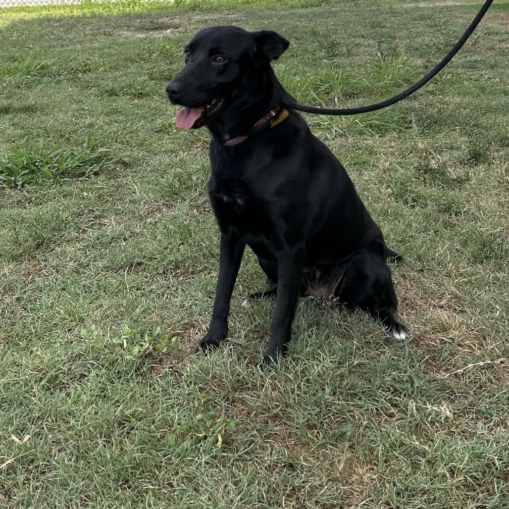Enlarge Adalee, a Adoptable mixed breed in Portland, TX image 1/3
