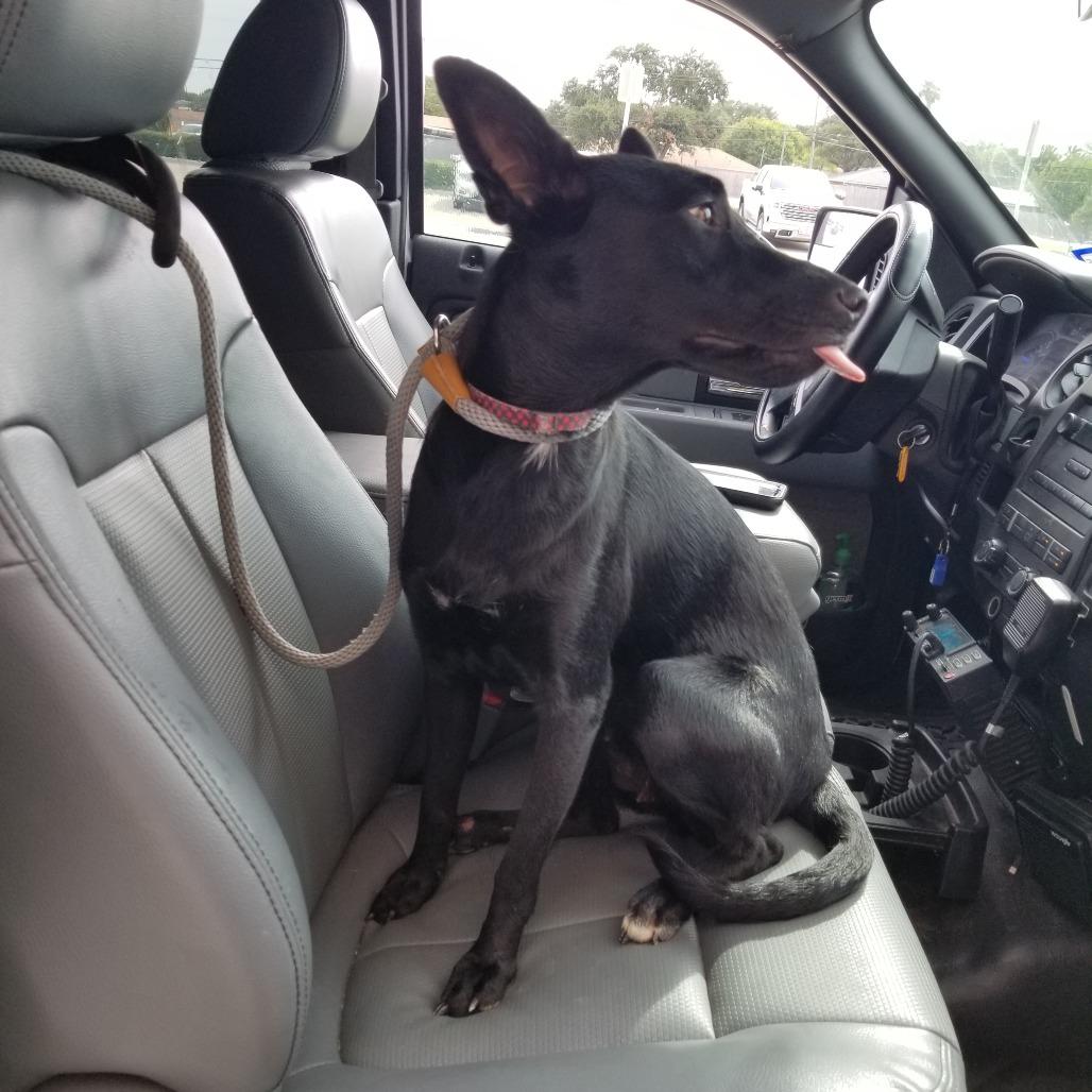 Enlarge Adalee, a Adoptable mixed breed in Portland, TX image 2/3