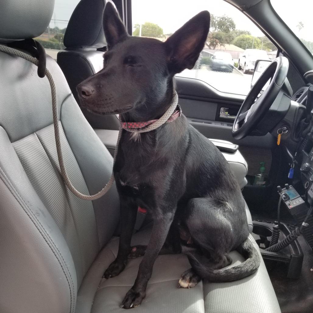 Enlarge Adalee, a Adoptable mixed breed in Portland, TX image 3/3