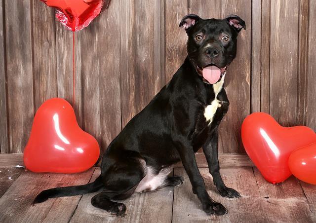 Enlarge SEALIO, a Adoptable mixed breed in West Valley City, UT image 1/1