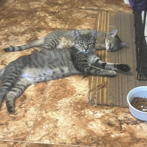 Enlarge Mabel, a Adoptable Domestic Short Hair in Harrisonburg, VA image 1/6