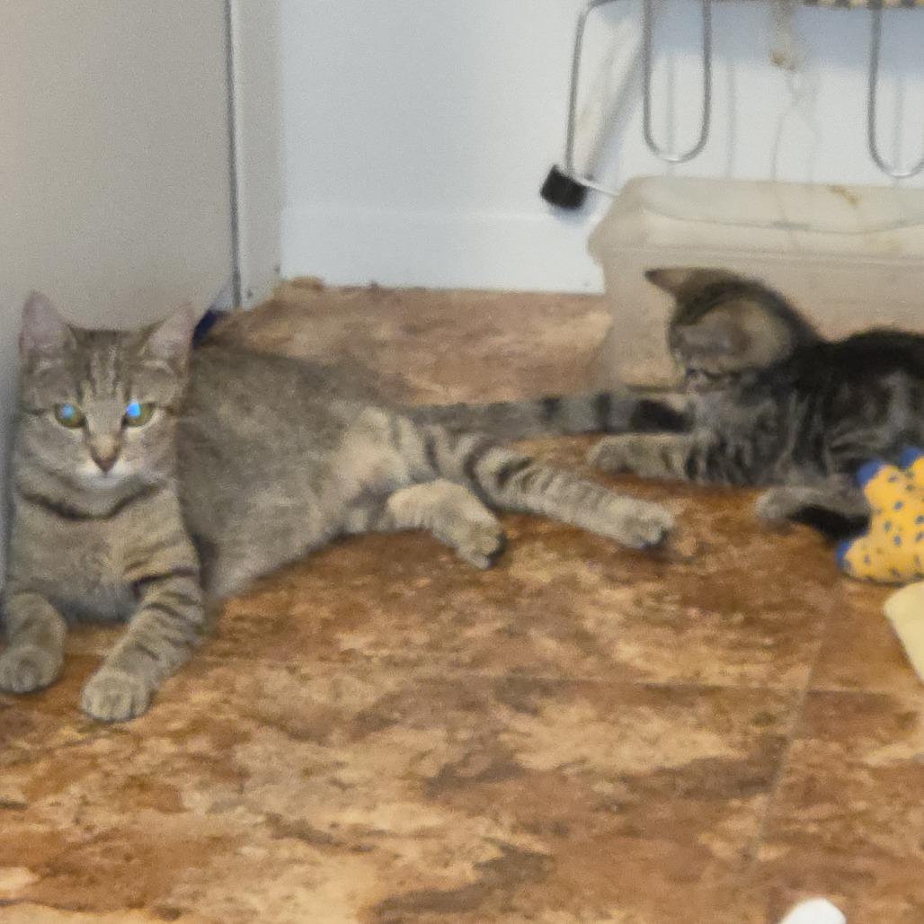 Enlarge Mabel, a Adoptable Domestic Short Hair in Harrisonburg, VA image 2/6