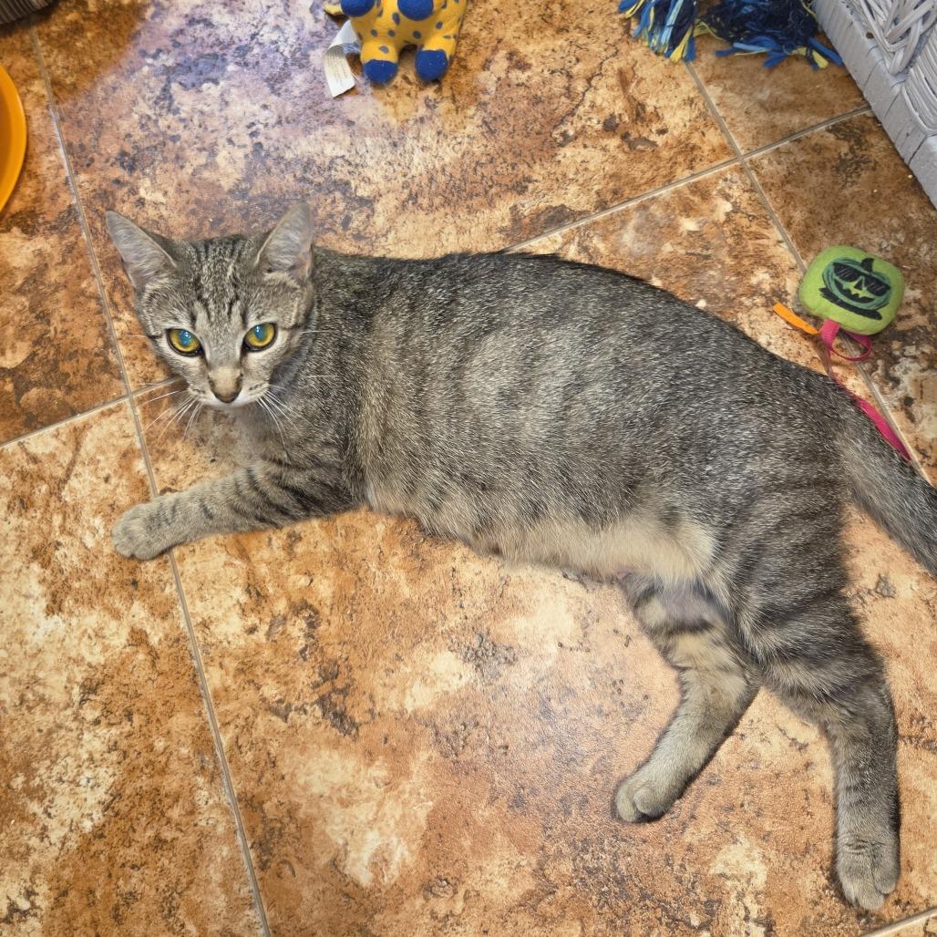 Enlarge Mabel, a Adoptable Domestic Short Hair in Harrisonburg, VA image 4/6