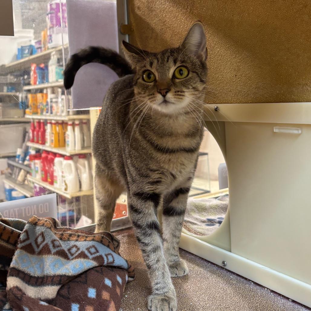 Enlarge Mabel, a Adoptable Domestic Short Hair in Harrisonburg, VA image 5/6