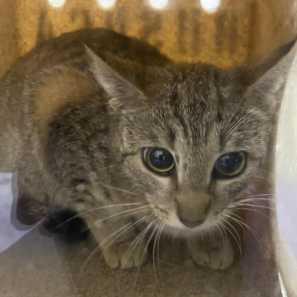 Enlarge Mabel, a Adoptable Domestic Short Hair in Harrisonburg, VA image 6/6