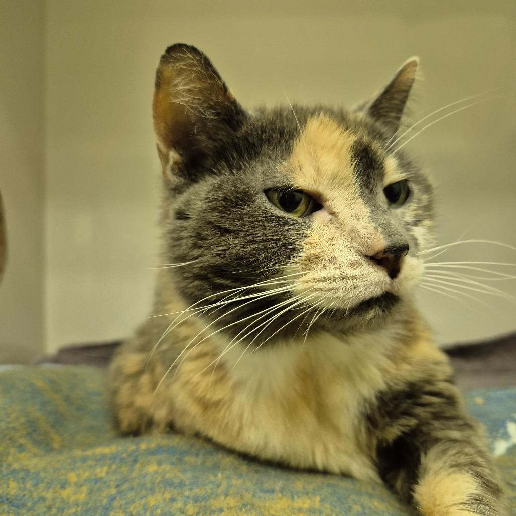 Penny, Adoptable, Senior Female Domestic Short Hair.