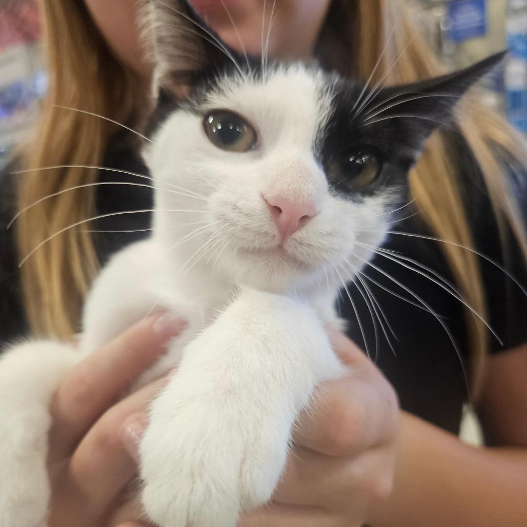 Enlarge Cheese Stick, a Adoptable Domestic Short Hair in Grantsville, UT image 1/1