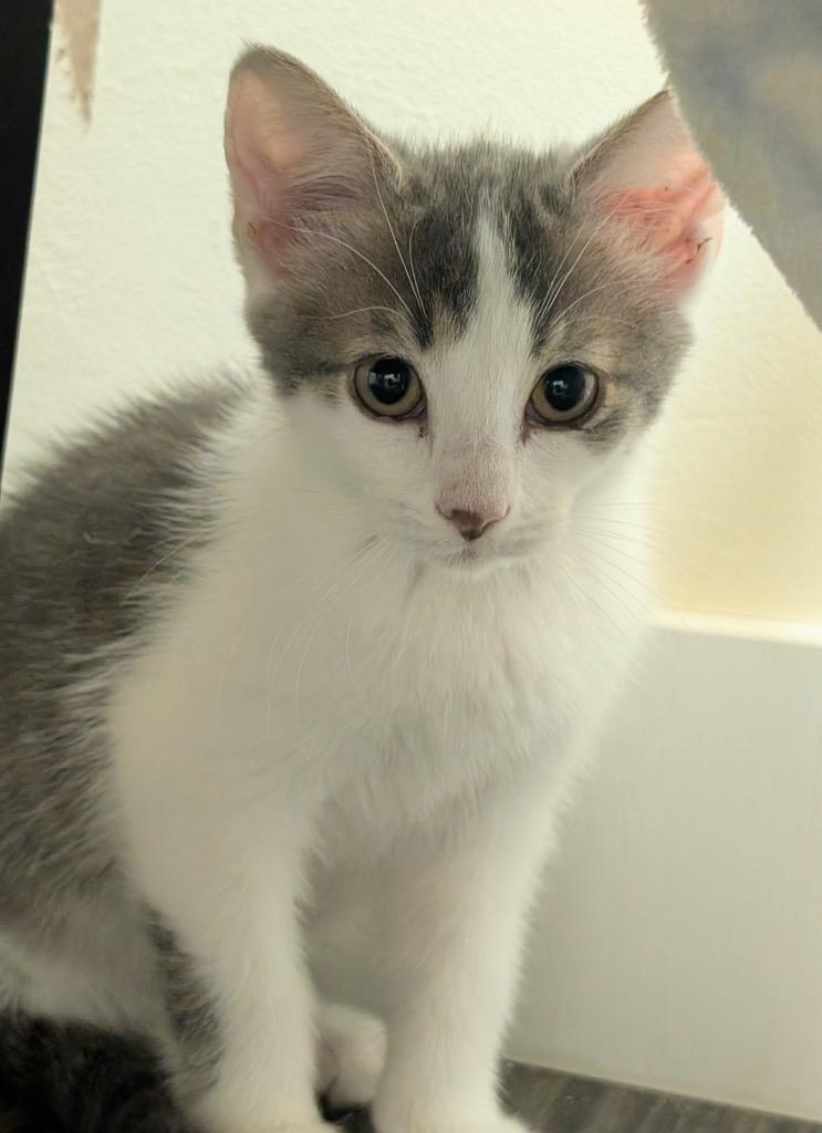 Enlarge Eagle, a Adoptable mixed breed in Logan, UT image 1/1