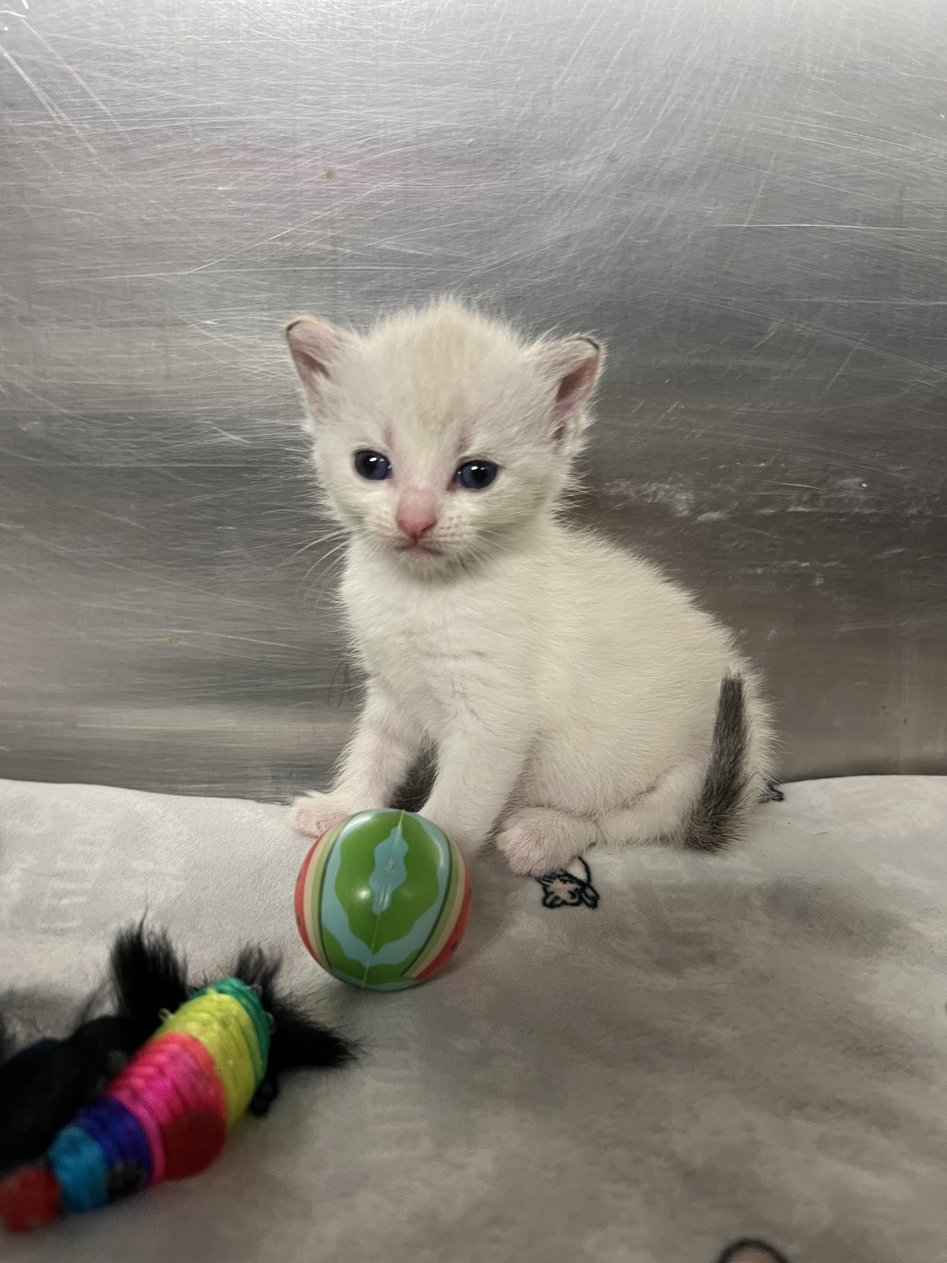 Enlarge Cotton, a Adoptable mixed breed in Gaithersburg, MD image 2/4