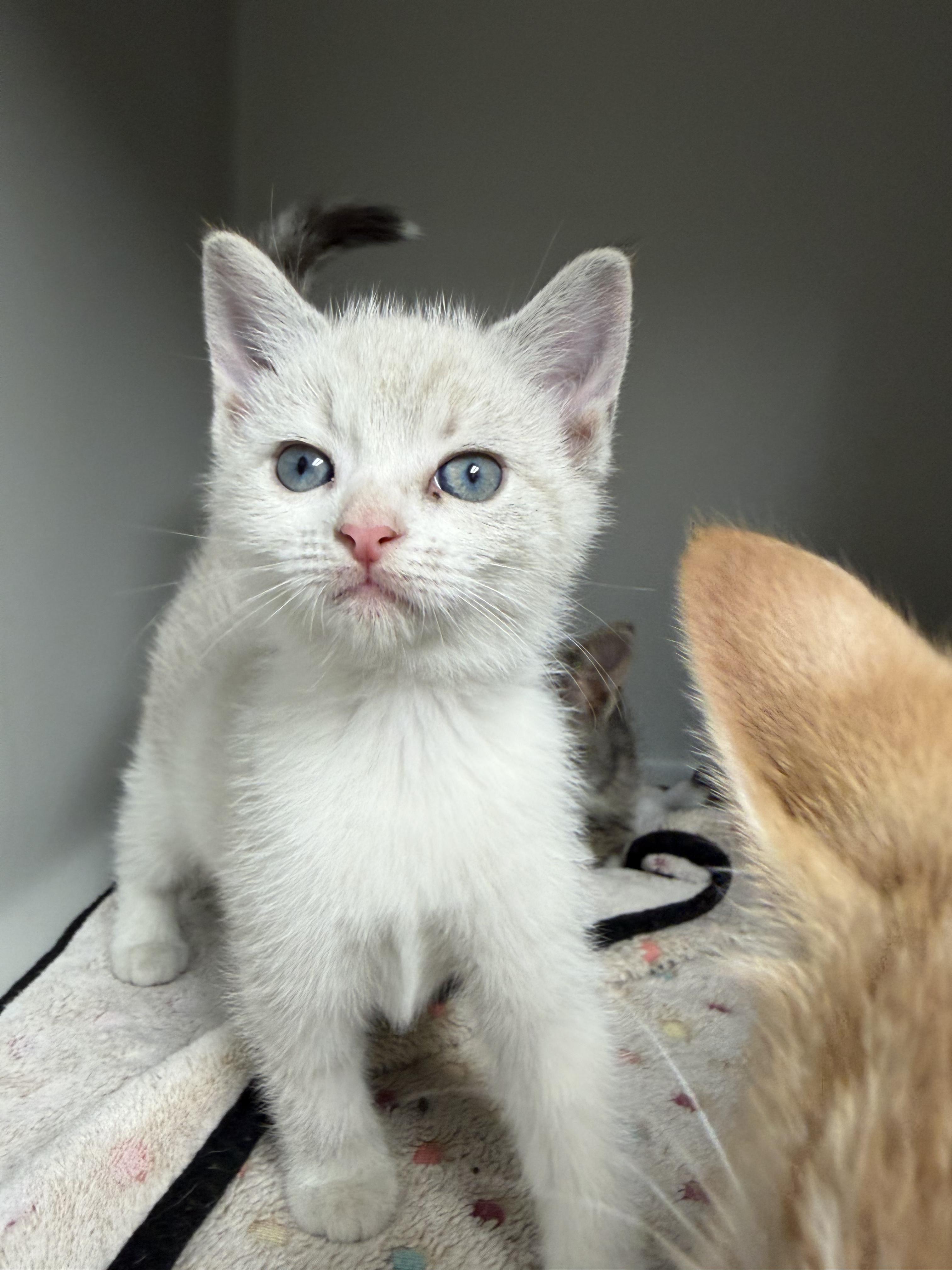 Enlarge Cotton, a Adoptable mixed breed in Gaithersburg, MD image 1/4