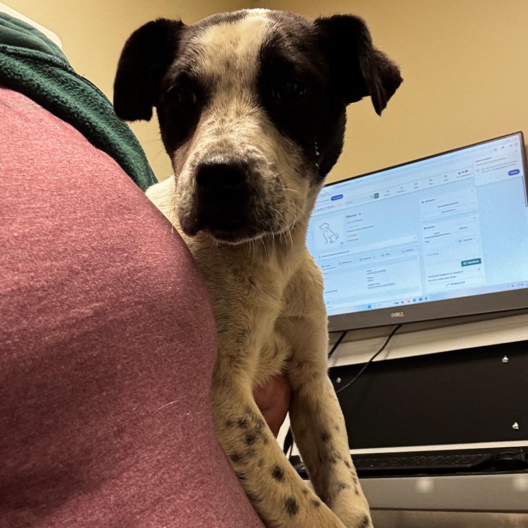 Enlarge Maeve, a Adoptable mixed breed in Tulsa, OK image 1/1