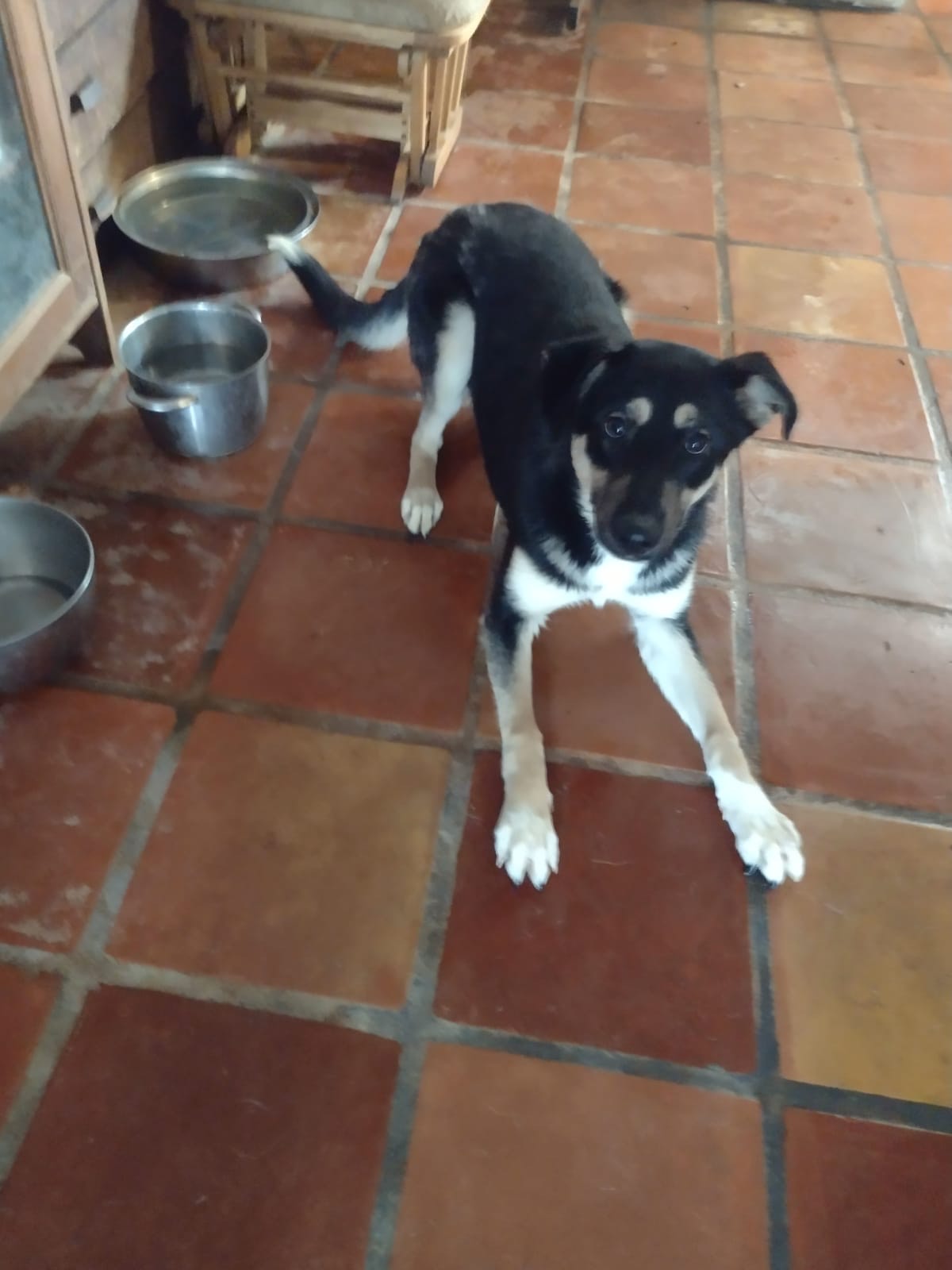 Lisa, Adoptable, Young Female German Shepherd Dog.