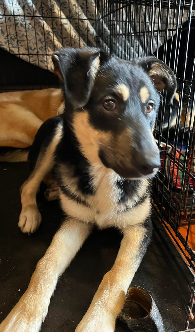 Lisa, a Adoptable mixed breed in Chula Vista, CA image 2/4