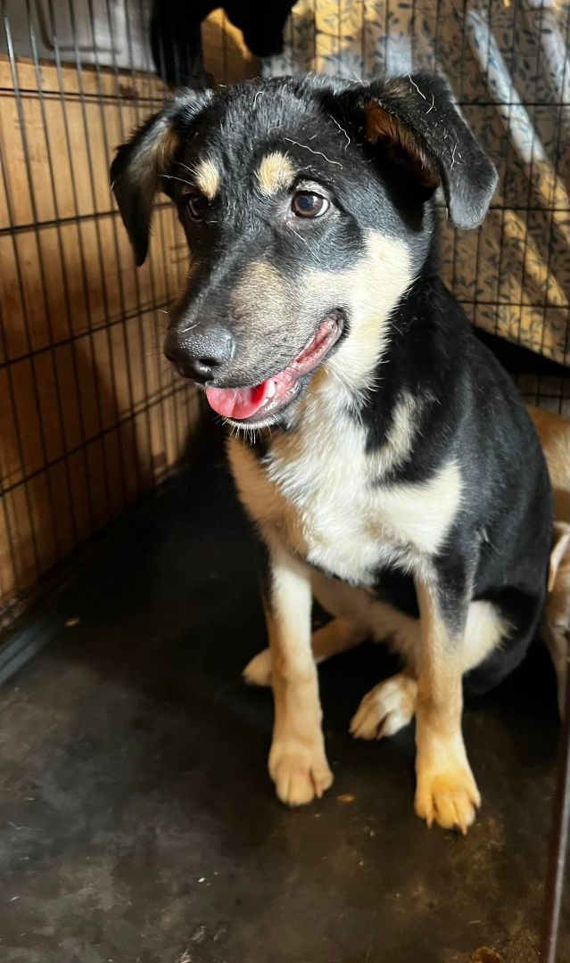 Lisa, a Adoptable mixed breed in Chula Vista, CA image 3/4